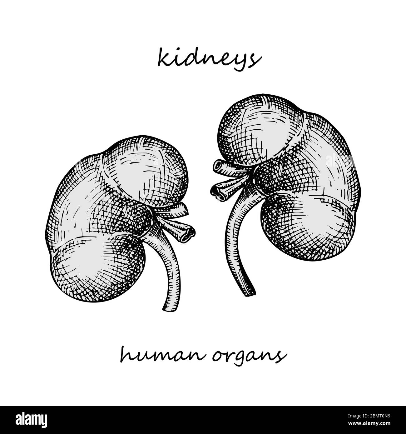 Rene. Icona realistica disegnata a mano degli organi interni umani. Incisione art. Stile di schizzo. Design concept per i vostri progetti medici post virale Illustrazione Vettoriale