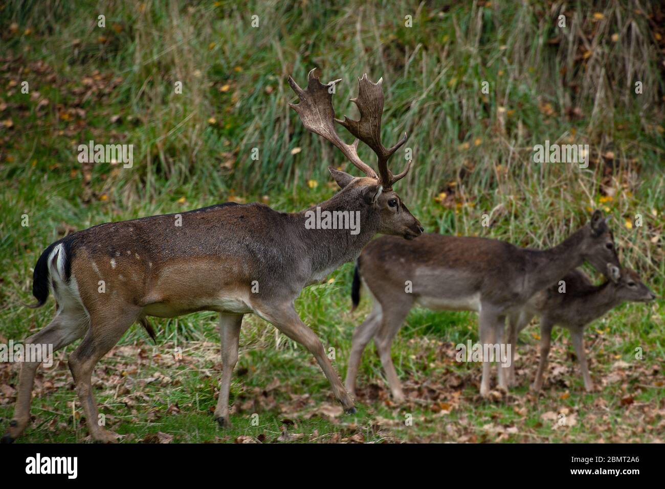 Primo piano di un cervo di scopata maschio (Dama dama, famiglia Cervidae) in un campo erboso. Foto Stock