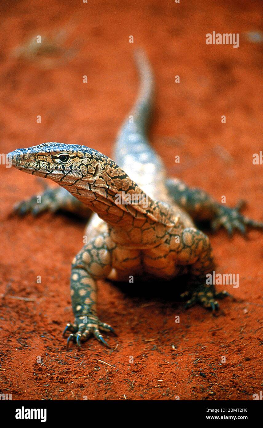 Una vista ritratto di una lucertola monitor Perentie australiana (Varanus giganteus), con la testa rivolta verso il lato. Si trova nell'area Great Dividing Range. Foto Stock