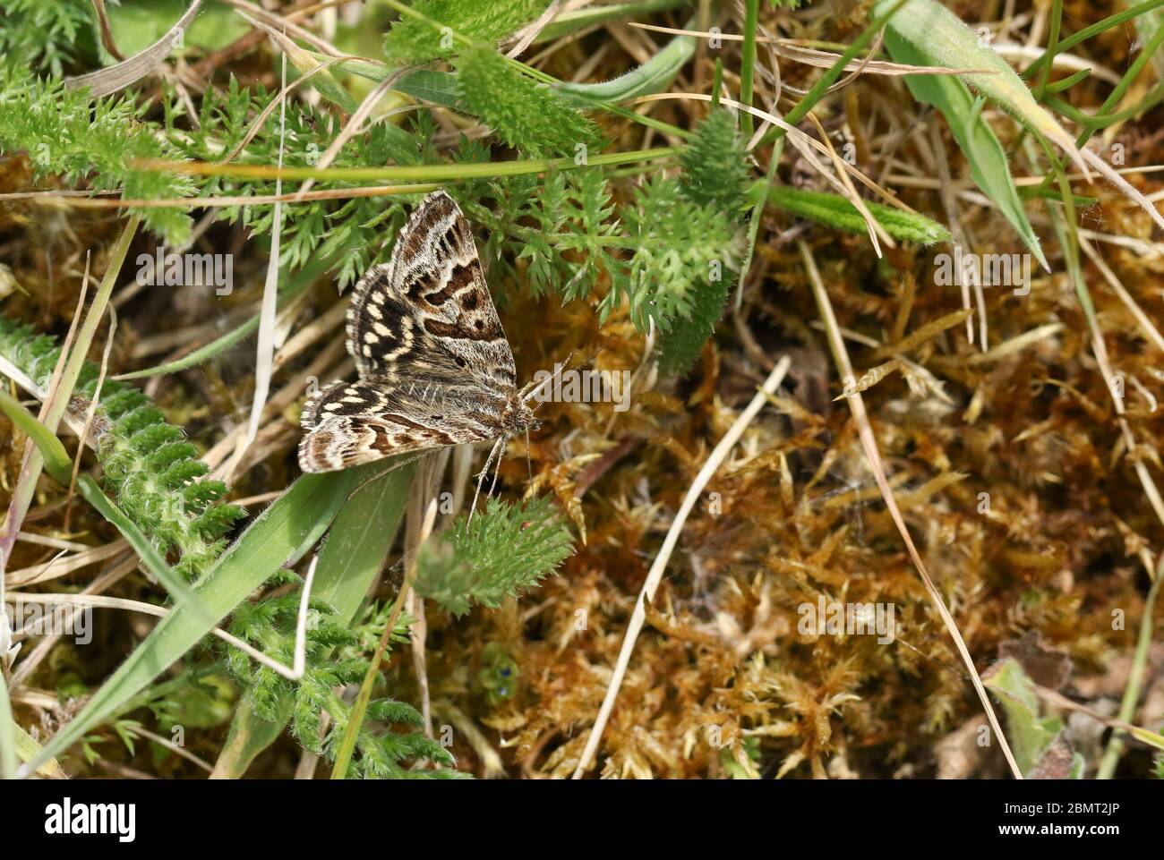 Una bella Madre Shipton Moth, Callistege mi, che si arruola su una pianta vicino al suolo. Foto Stock