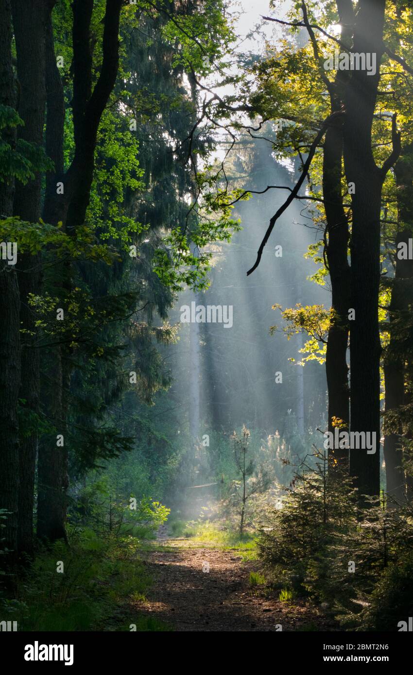 Sole su un sentiero in una foresta in una mattina frizzante in primavera, un paesaggio fata Foto Stock
