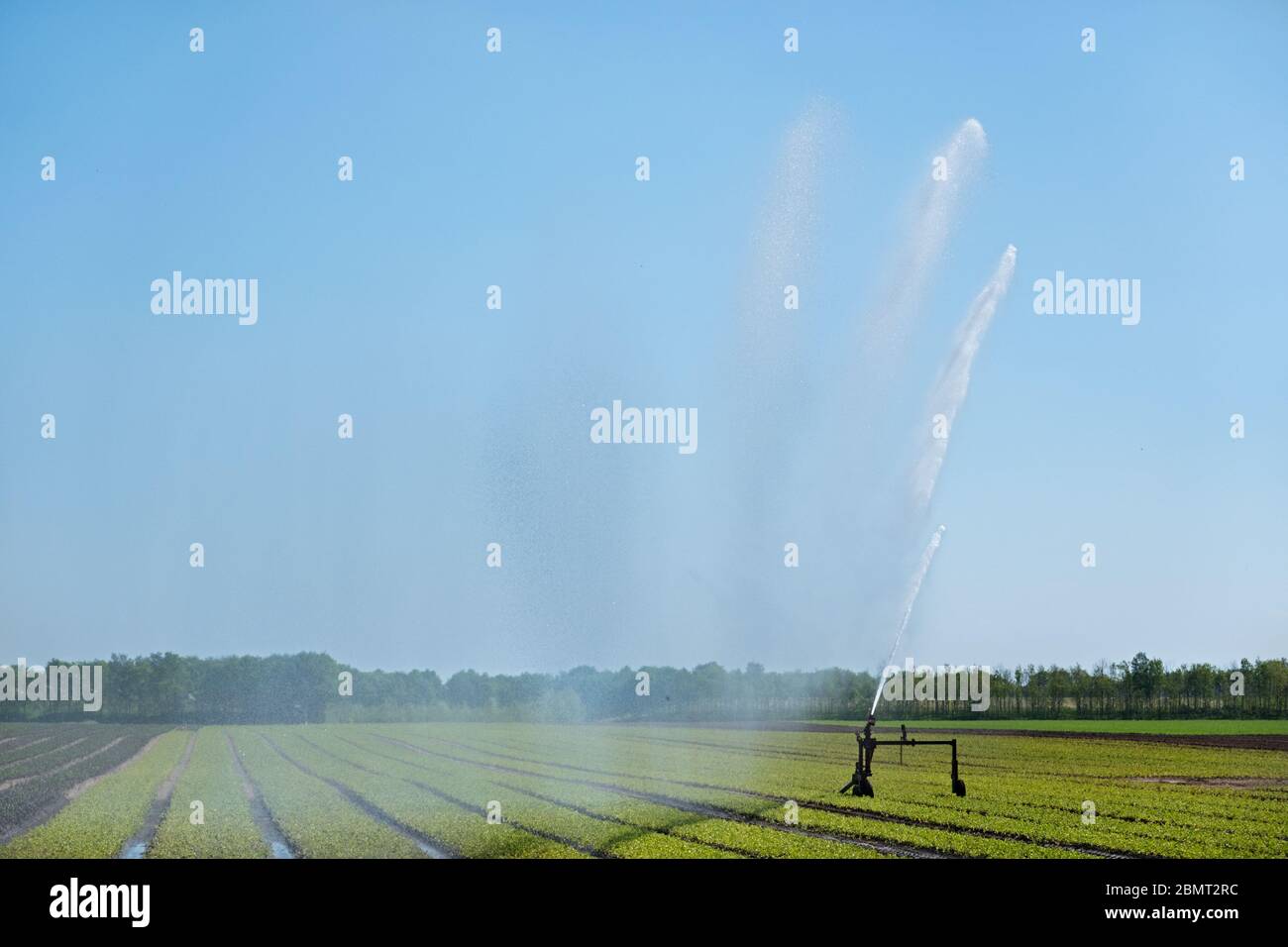 Agricoltura irrigazione, innaffiando un raccolto in estate Foto Stock