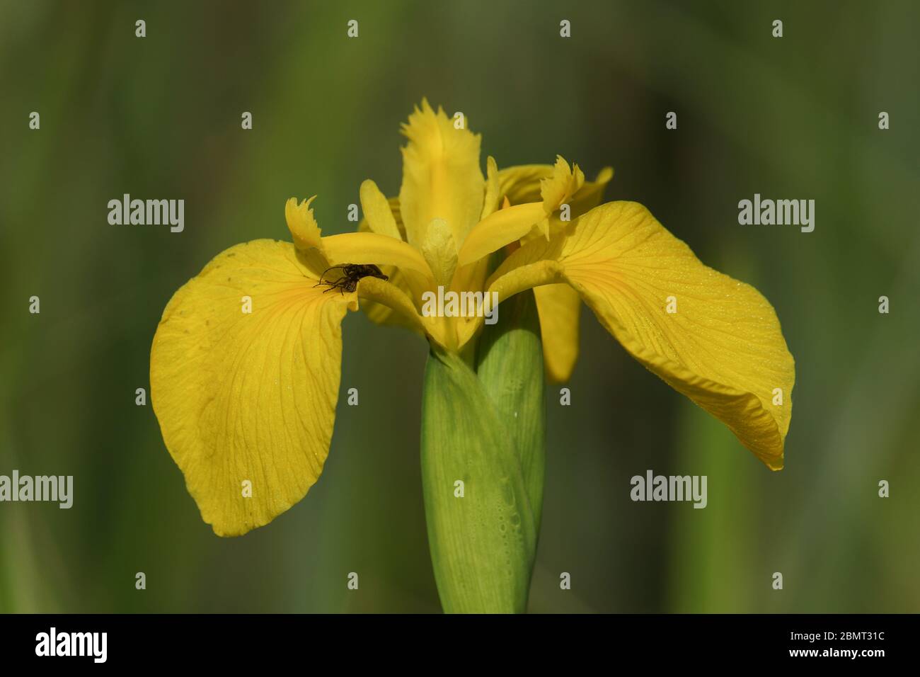 Un bel giallo iride o acqua Flag fiore, Iris pseudacorus, che cresce al margine di un lago nel Regno Unito. Foto Stock