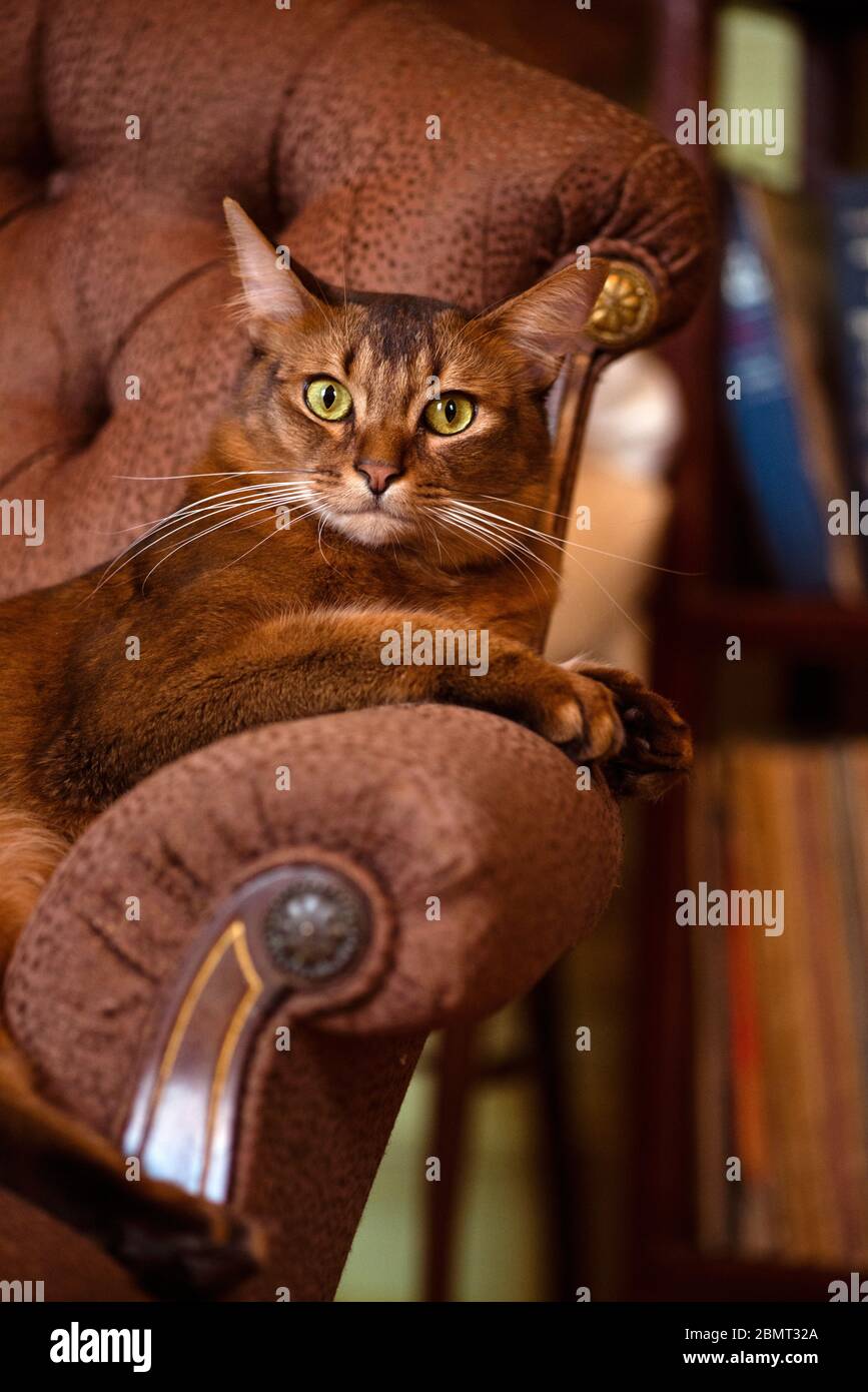 Gatto somalo arroccato sul braccio di una poltrona marrone Foto Stock