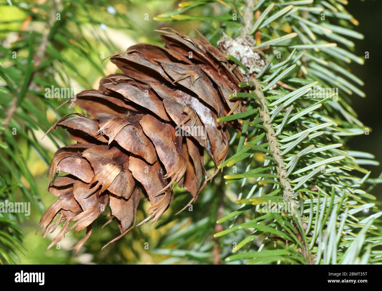 Un cono di un Douglas-Fir, Pseudotsuga menziesii, che cresce in bosco nel Regno Unito. Foto Stock