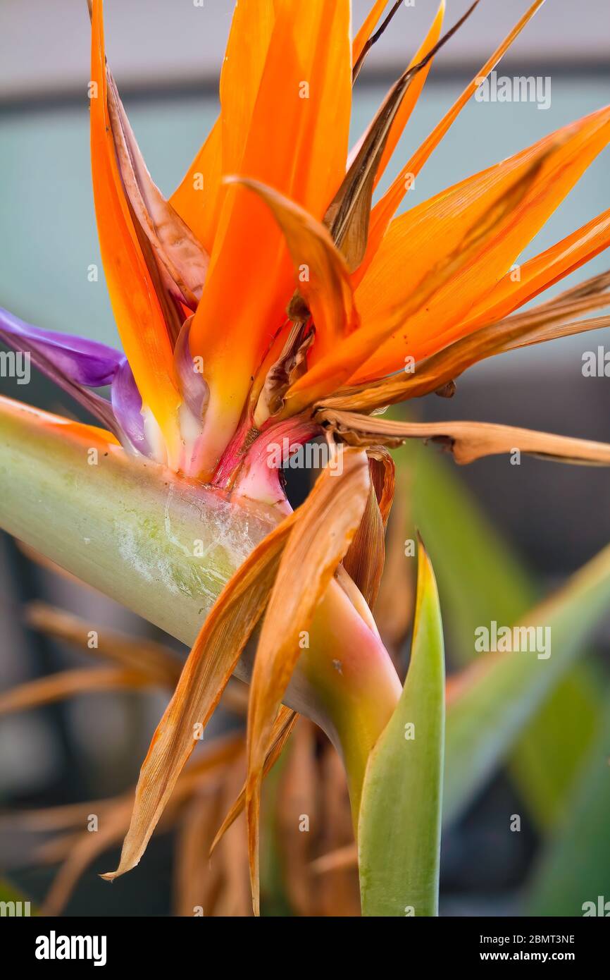 Bird Paradise Flower Strelitzia reginae e moderni edifici urbani. Foto Stock