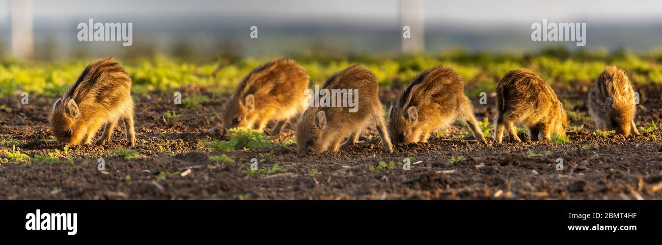 mandria di piccoli cinghiali maialino che si nutrono sul campo primaverile - panorama closeup Foto Stock