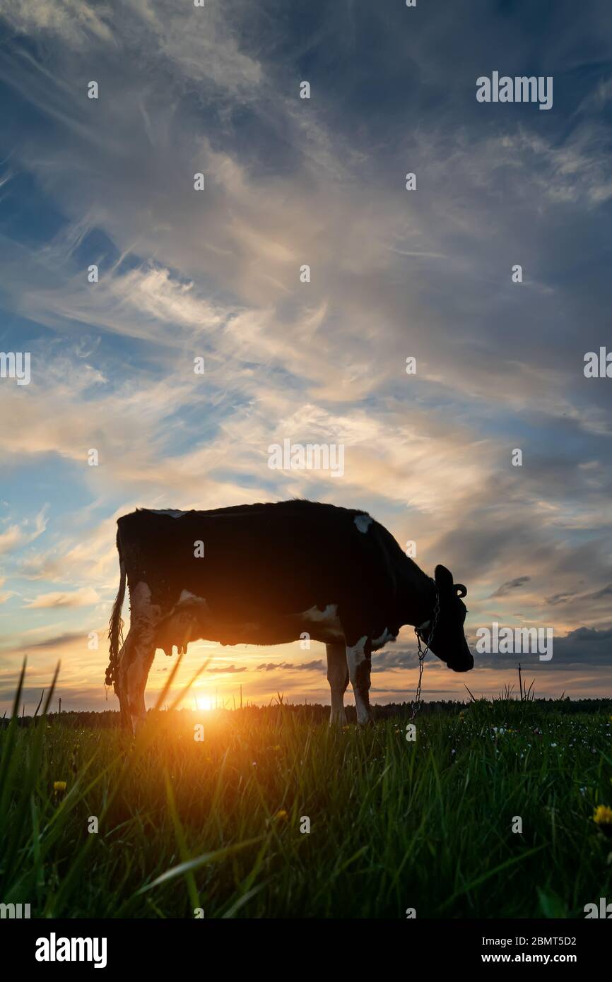 una mucca si panna in un prato ai raggi del sole che tramonta Foto Stock