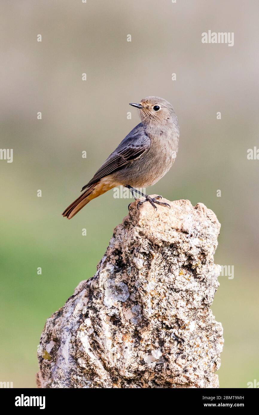 Black Redstart su una roccia Foto Stock