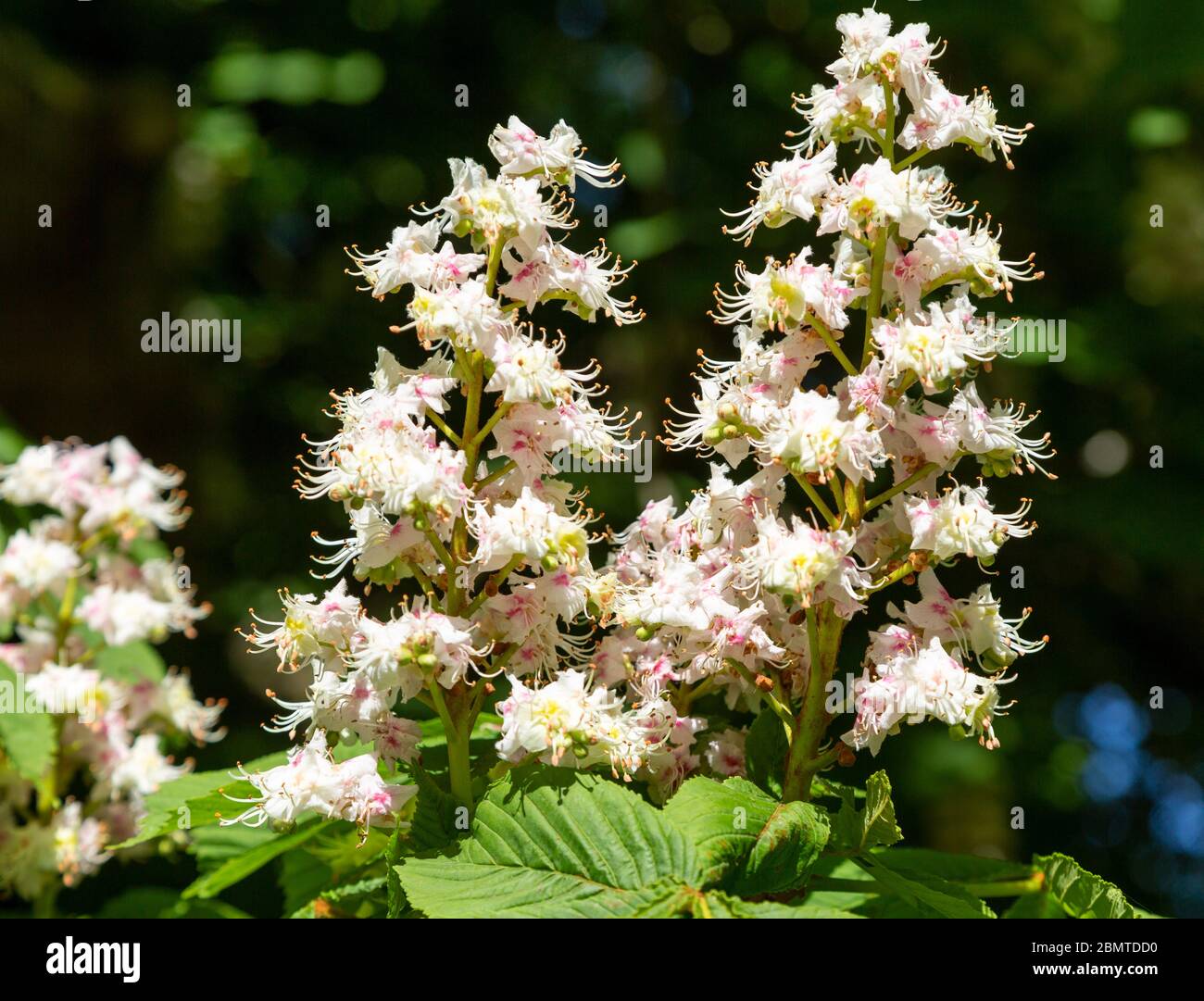 Fiori di candelabro fioriscono cavallo castagno albero, Asculus ippocastanum, macro primo piano, Regno Unito Foto Stock