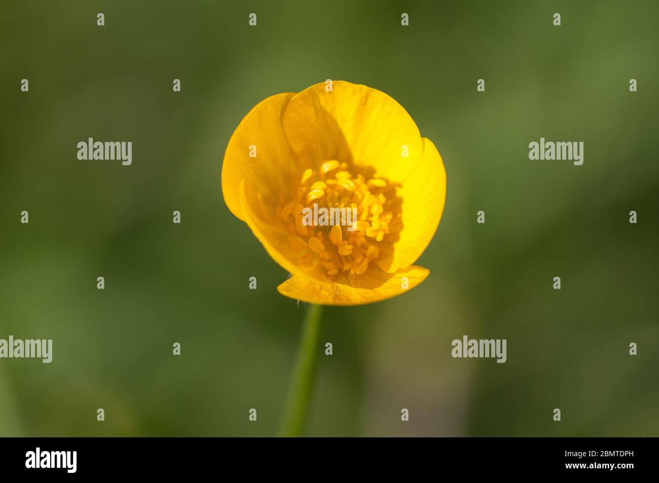 fiore di buttercups Foto Stock