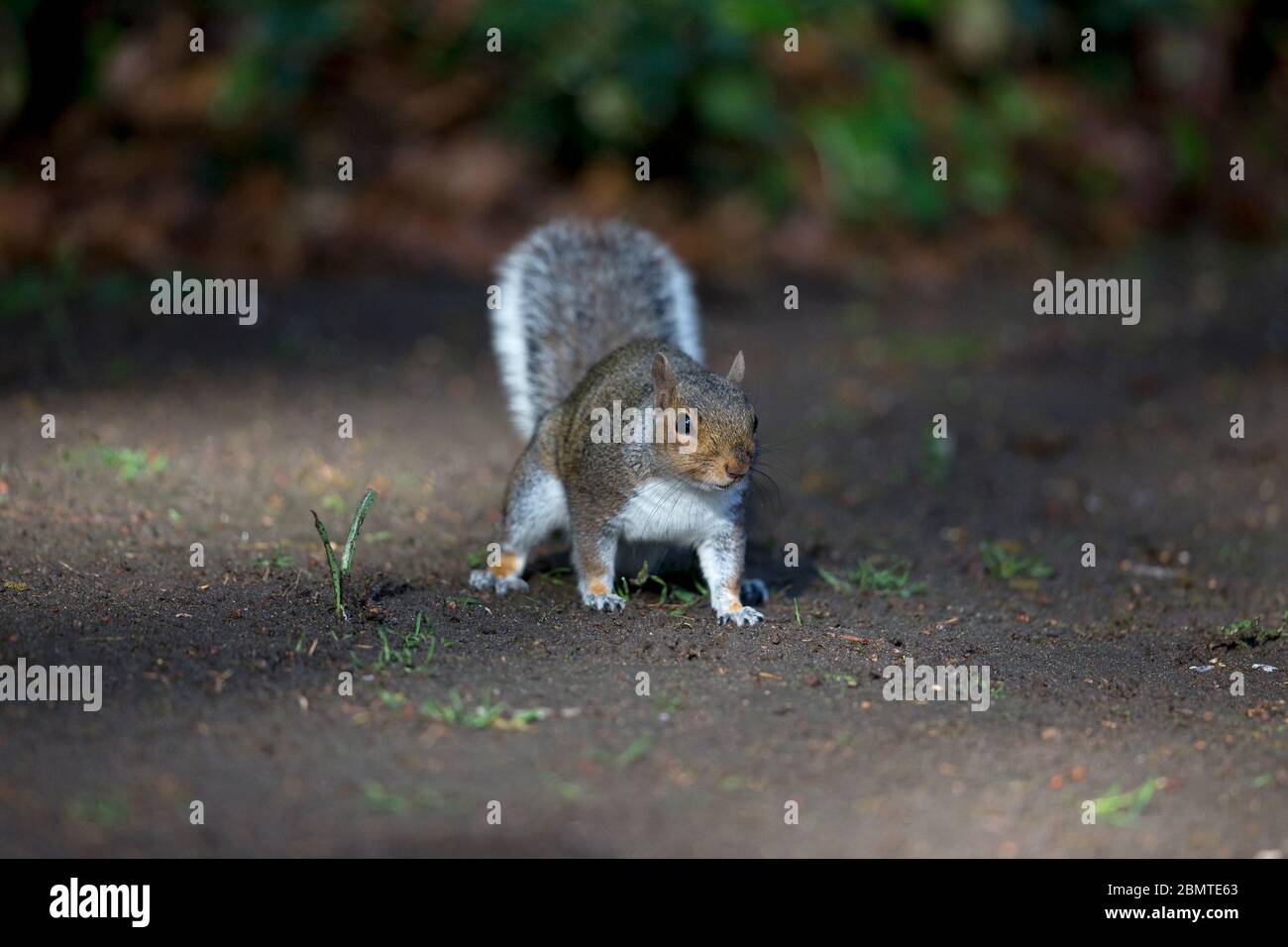 Scoiattolo grigio (Sciurus carolinensis) Foto Stock