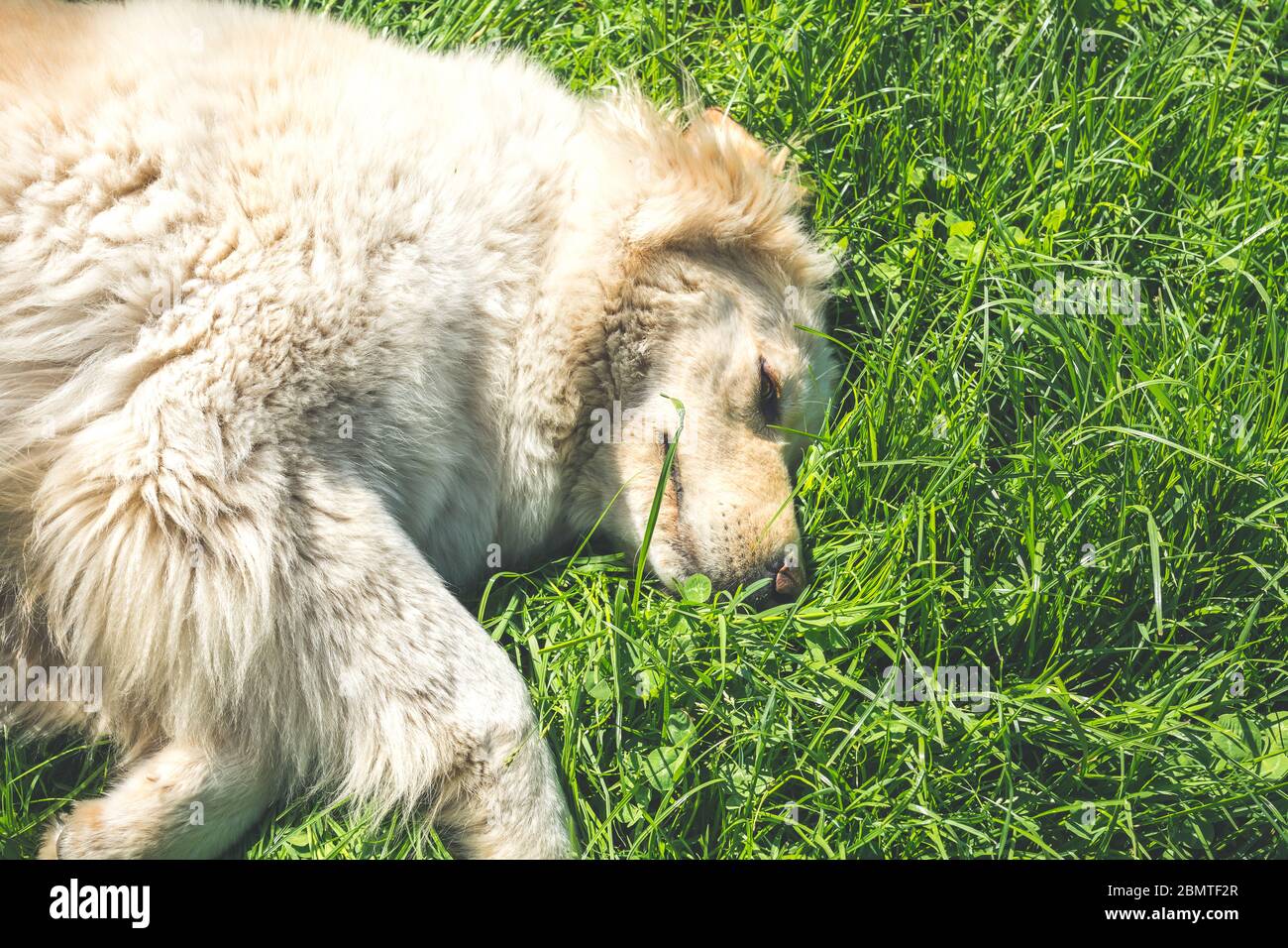 golden retriever, cane adulto che giace sull'erba. Filtro effetto vintage Foto Stock