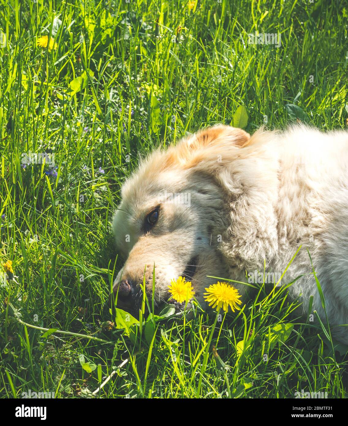 golden retriever, cane adulto che giace sull'erba. Filtro effetto vintage Foto Stock