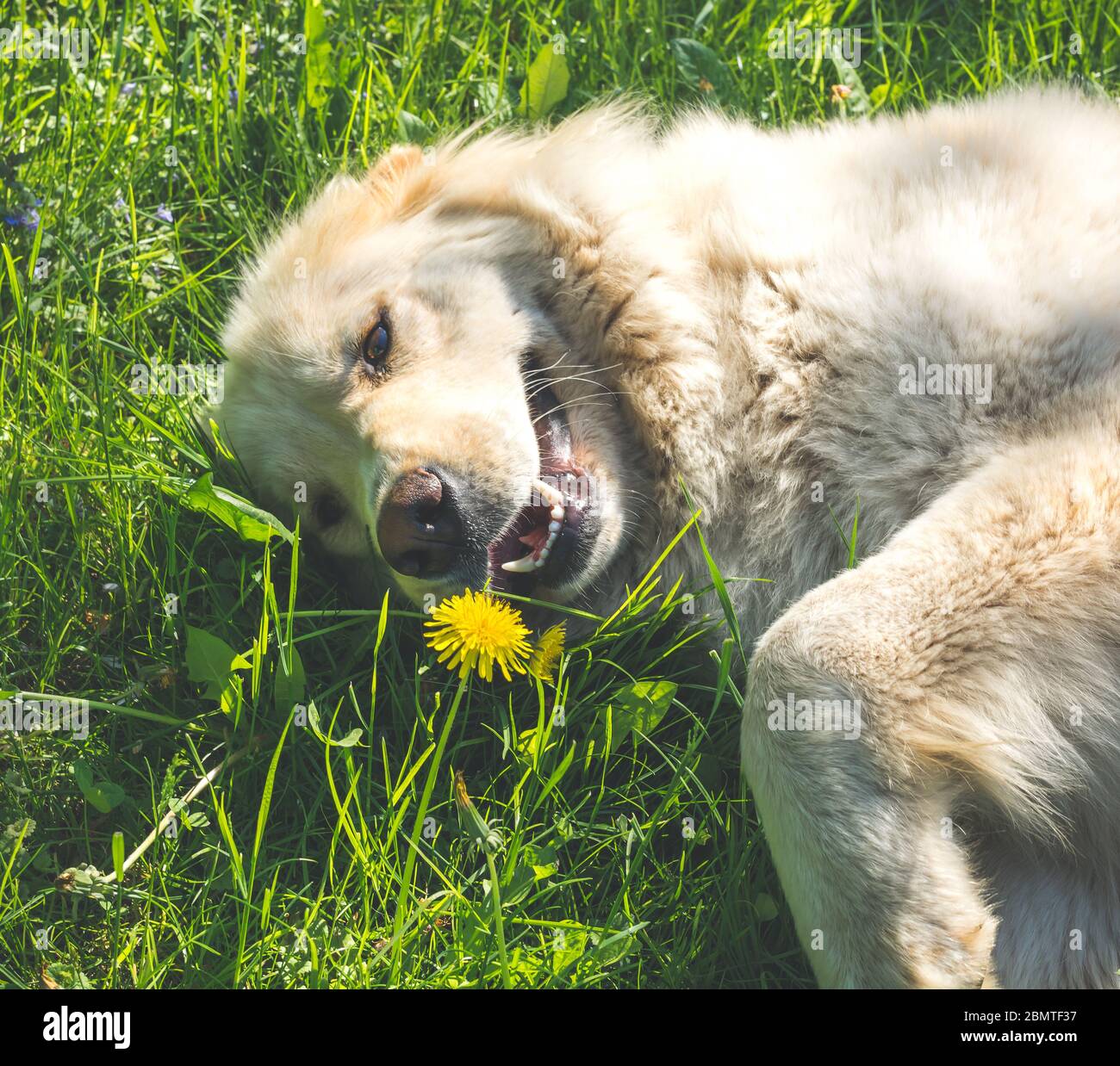 golden retriever, cane adulto che giace sull'erba. Filtro effetto vintage Foto Stock