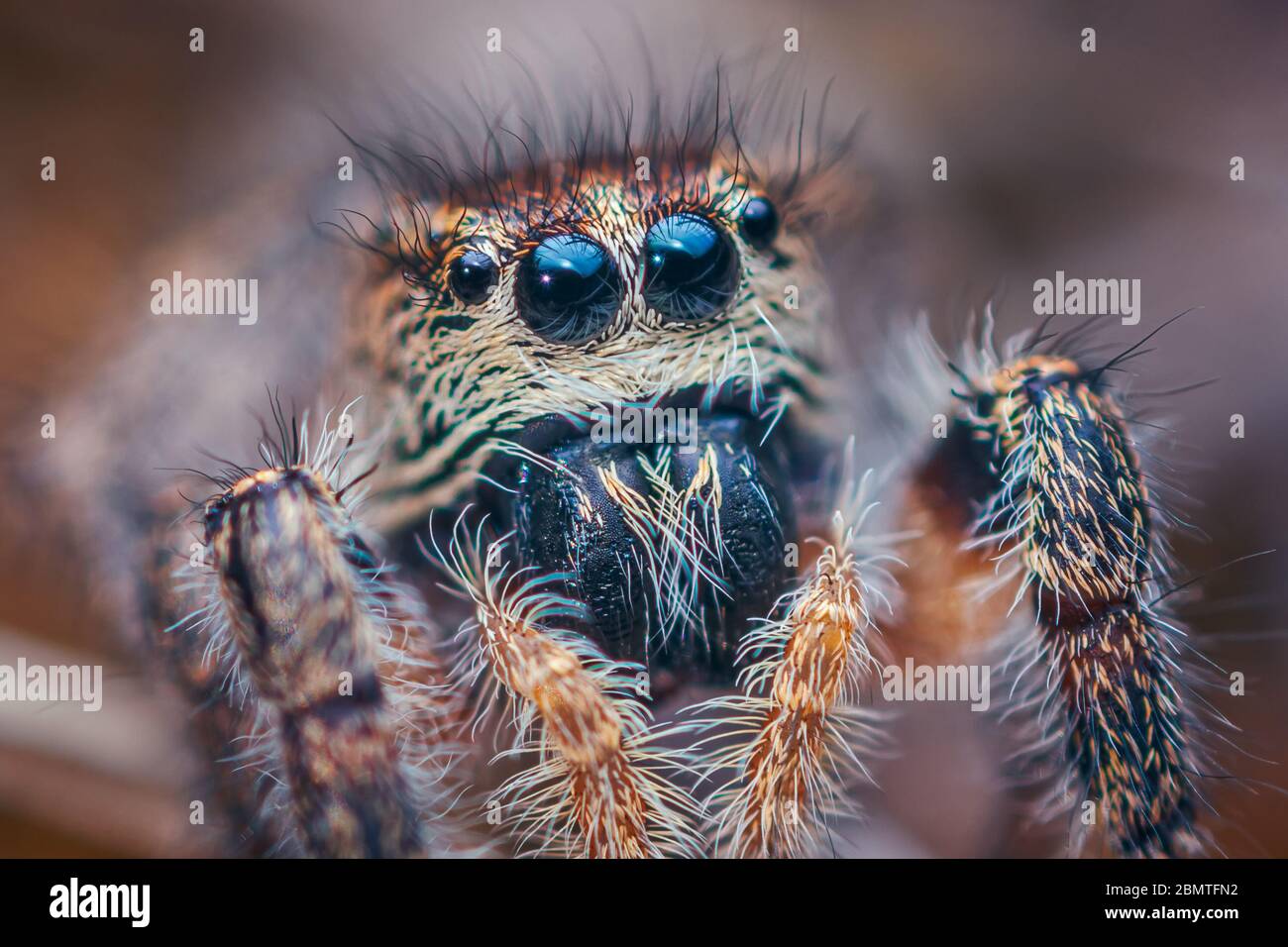 Occhi di ragno salto - PelLELENENes tripuntatus femmina Foto Stock