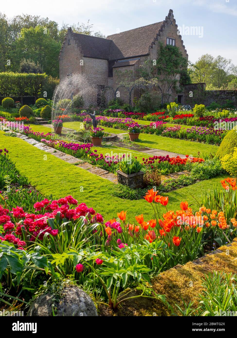 Chenies Manor Sunken giardino tulipani vividi. Vista ritratto con edificio Padiglione restaurato sullo sfondo. Petali di colore arancione, rosso, viola e malva retroilluminati. Foto Stock