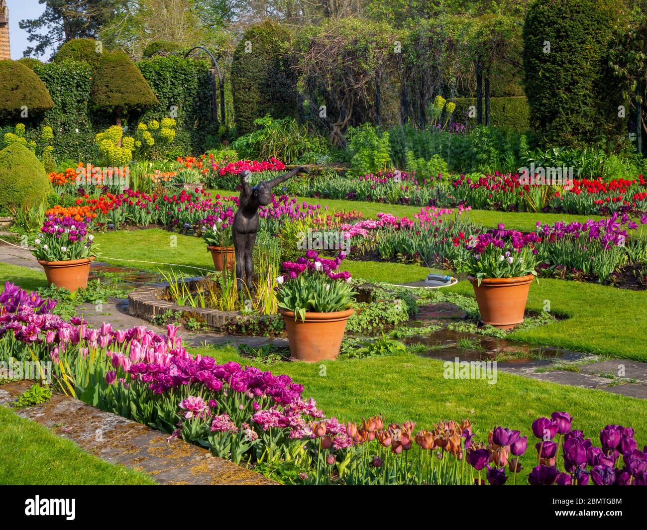 Chenies Manor giardino sommerso, malva, tulipani rossi e viola in piena fioritura, prato verde fresco con laghetto ornamentale e statua di subacqueo, topiario e vasche. Foto Stock