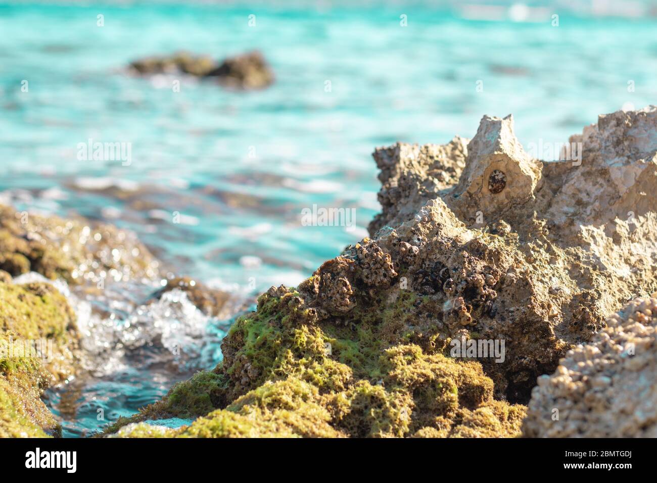Rocce a riva affilate sul mare adriatico, coltivate con muschio e alghe marine. Piccole conchiglie e creature attaccate alla roccia Foto Stock