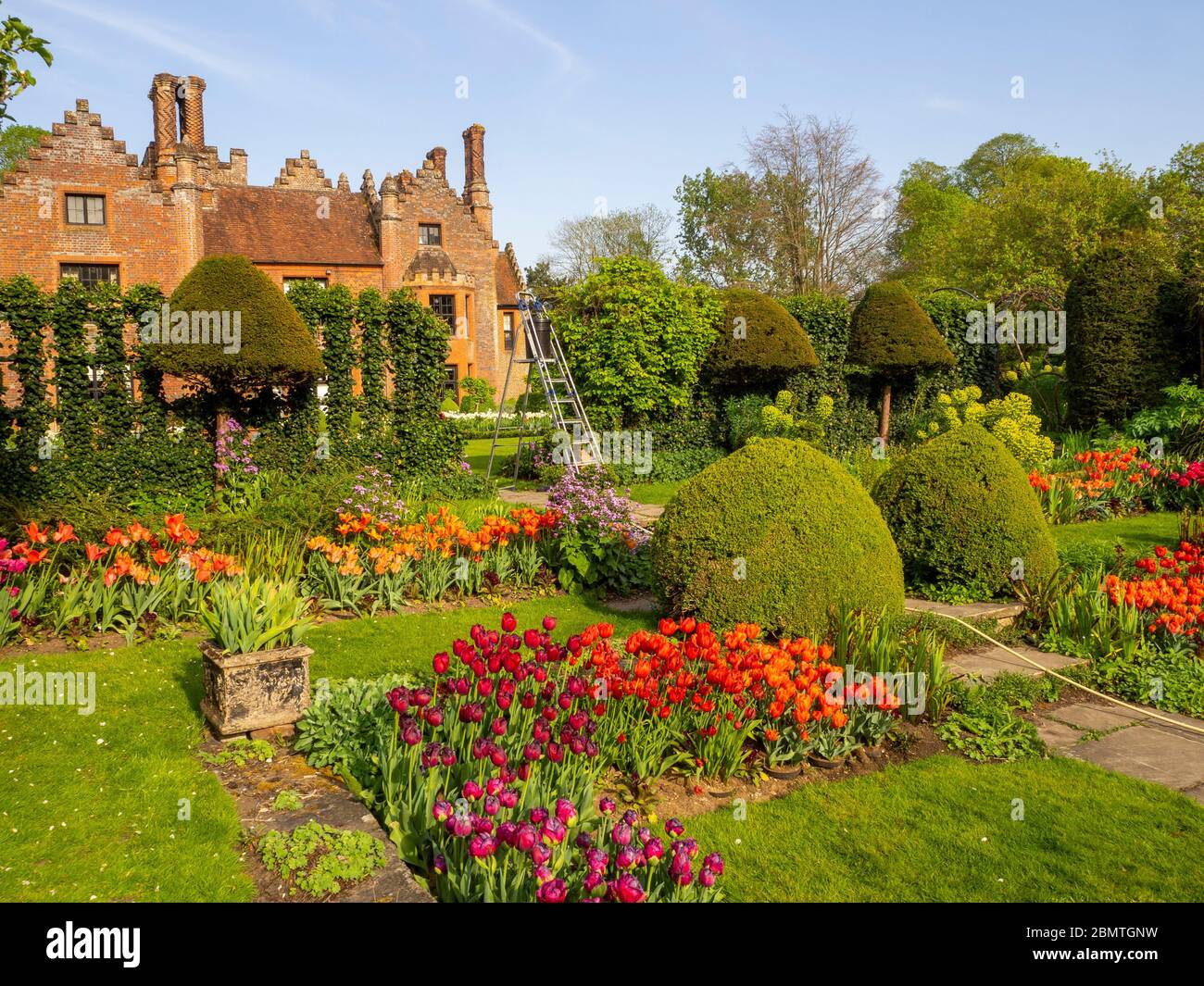 Chenies Manor Garden guardando verso la casa dal giardino sommerso al tempo di tulipano; giardinaggio in corso come una scala si erge nel trellis. Foto Stock