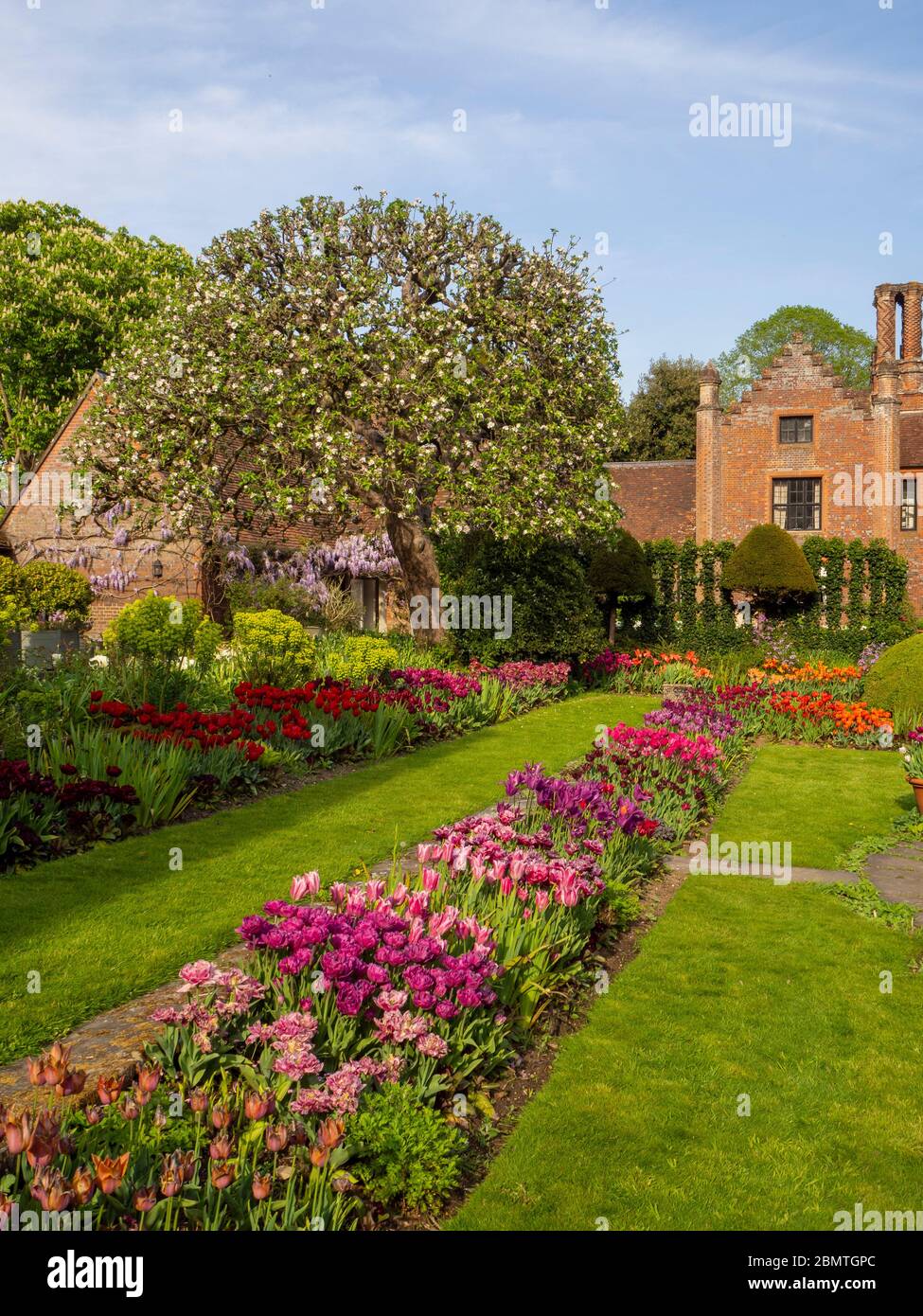 Chenies Manor Sunken giardino con colorate varietà di tulipani, guardando verso la casa Tudor Manor in aprile. Foto Stock