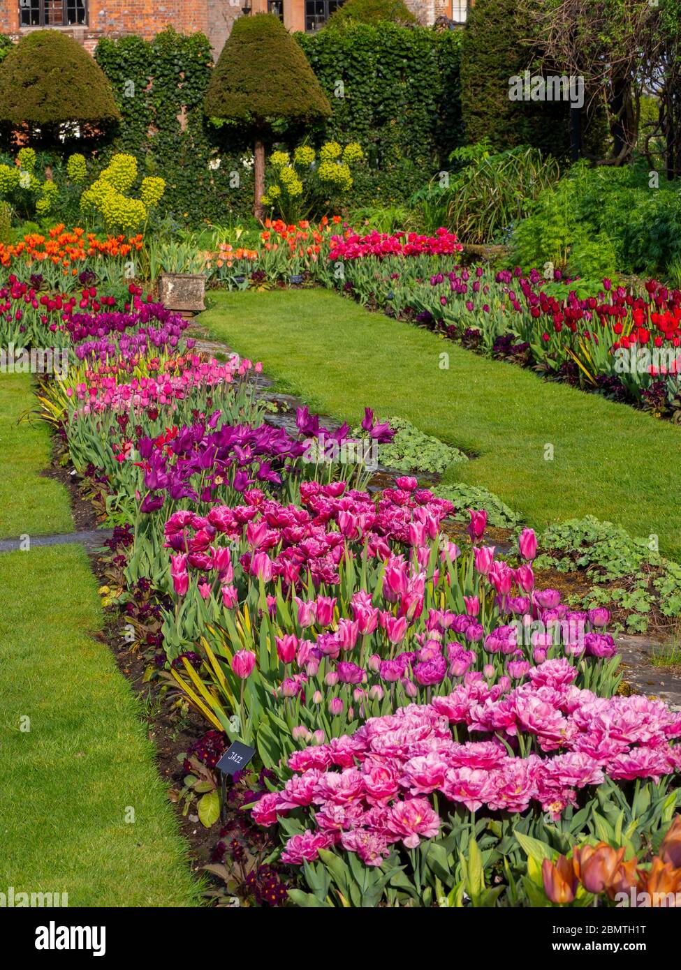 Chenies Manor Sunken giardino con colorate varietà di tulipani, guardando verso la casa Tudor Manor in aprile. Foto Stock