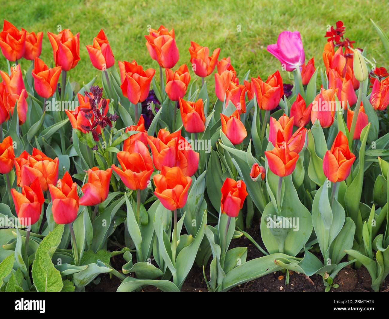 Uno dispari. Tulipani del Manor di Chenies. Tutti i Cassini arancioni di Tulipa tranne un rosa magenta brillante. Foto Stock
