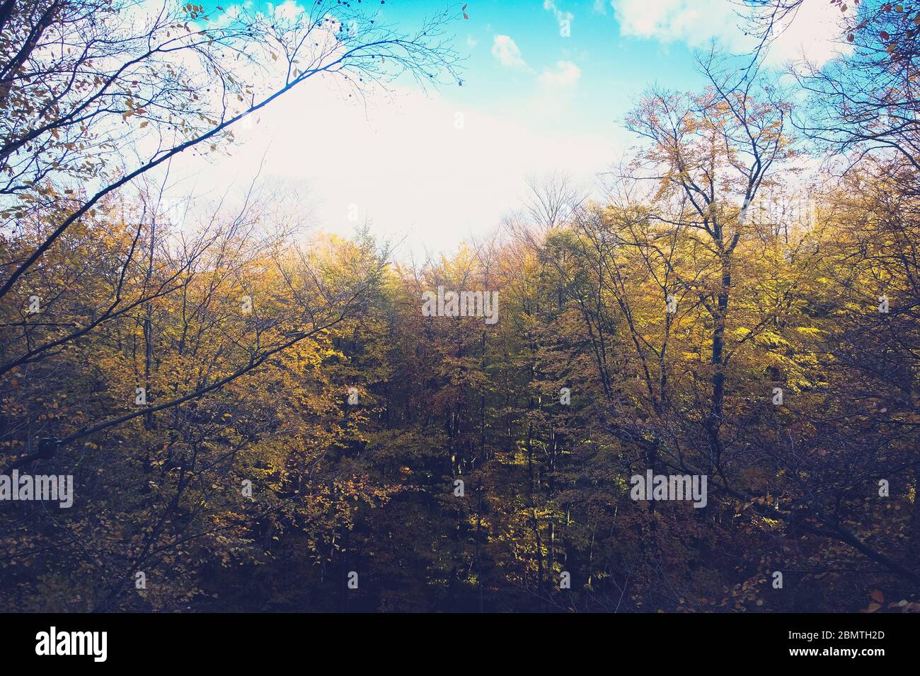 Foglie colorate di vari alberi decidui in autunno dorato Foto Stock