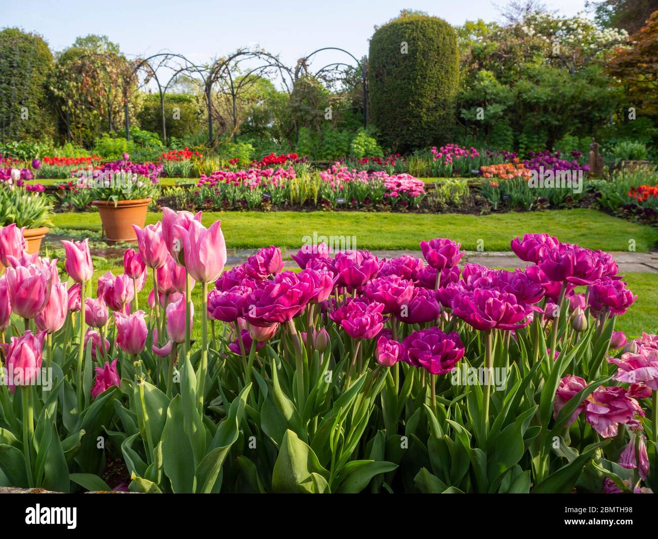 Chenies Manor giardino sommerso al tempo di Tulip. Vivace esposizione floreale rosa, malva e arancio nei bordi delle piante terrazzate incorniciate da archi e arbusti. Foto Stock