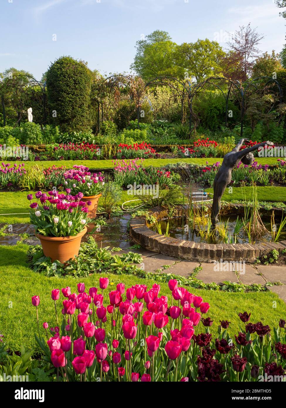 Giardino sommerso, Chenies Manor con laghetto ornamentale, Alan Biggs scultura di un subacqueo, circondato da tulipani di varie sfumature di rosa e viola. Foto Stock