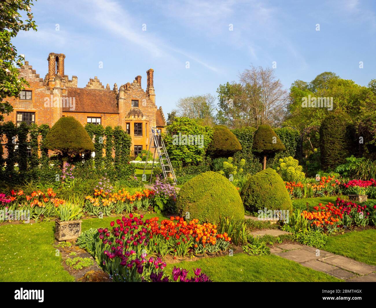 Chenies Manor Garden guardando verso la casa dal giardino sommerso al tempo di tulipano; giardinaggio in corso come una scala si erge nel trellis. Foto Stock