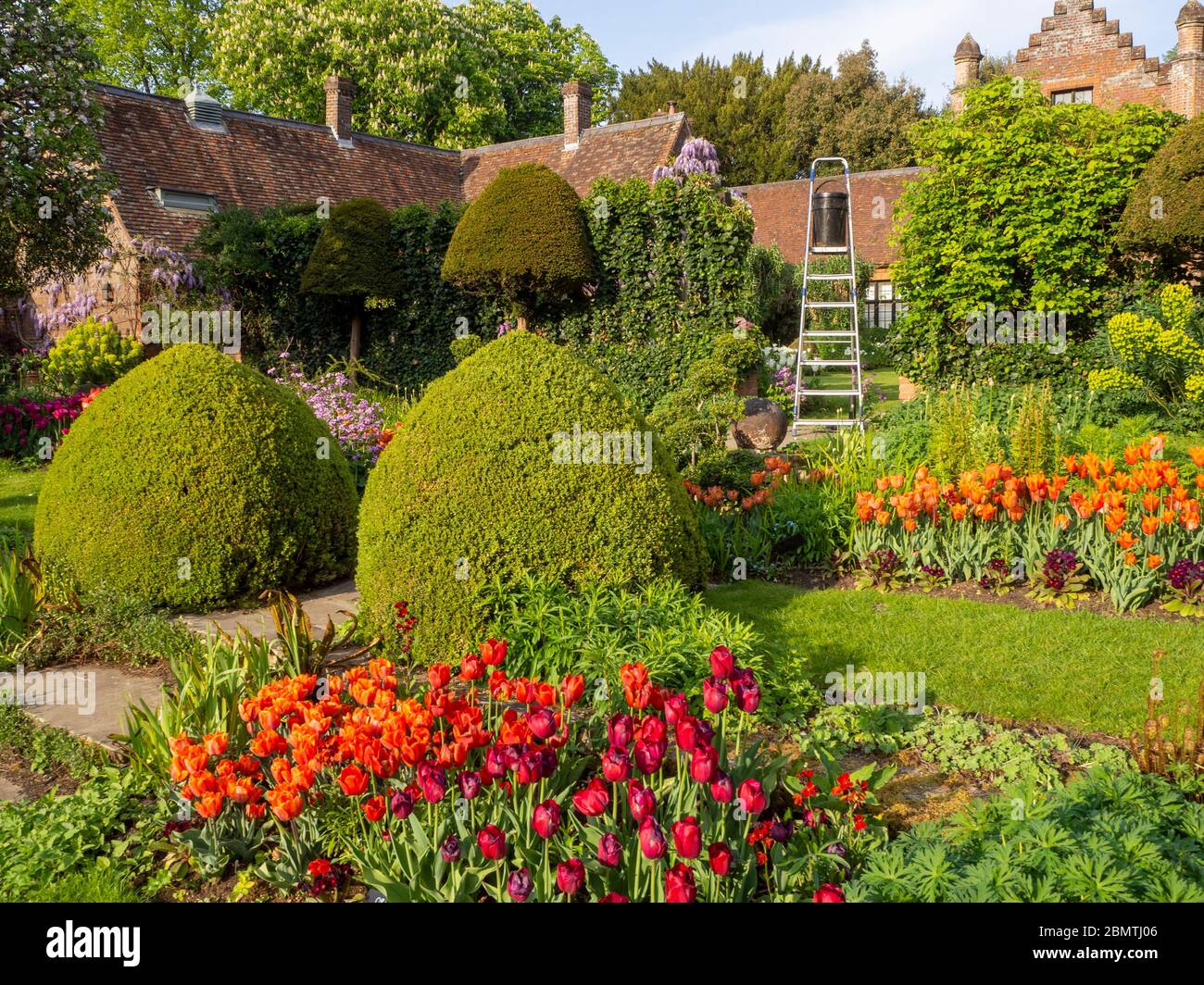 Chenies Manor Garden guardando verso la casa dal giardino sommerso al tempo di tulipano; giardinaggio in corso come una scala si erge nel trellis. Foto Stock