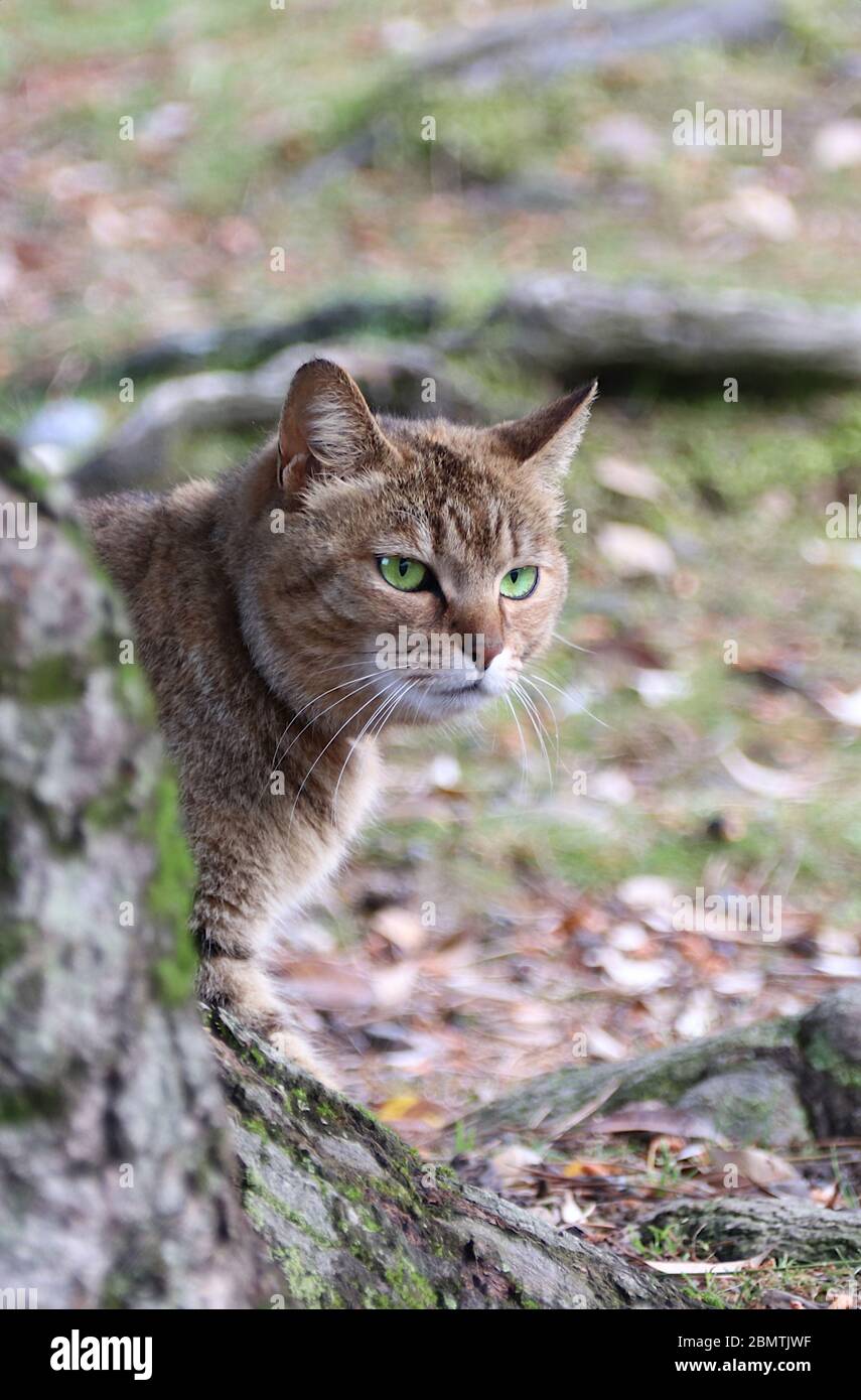 Ritratto di gatto con occhi verdi all'aperto Foto Stock