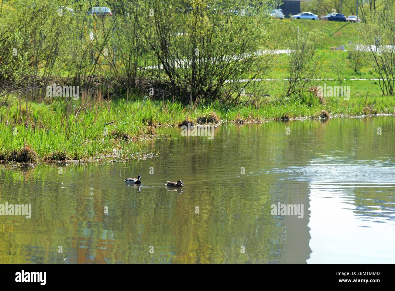Anatre nuotare nello stagno in una giornata di primavera soleggiata Foto Stock