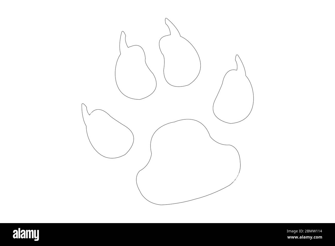 Footprint animale su sfondo bianco Foto Stock