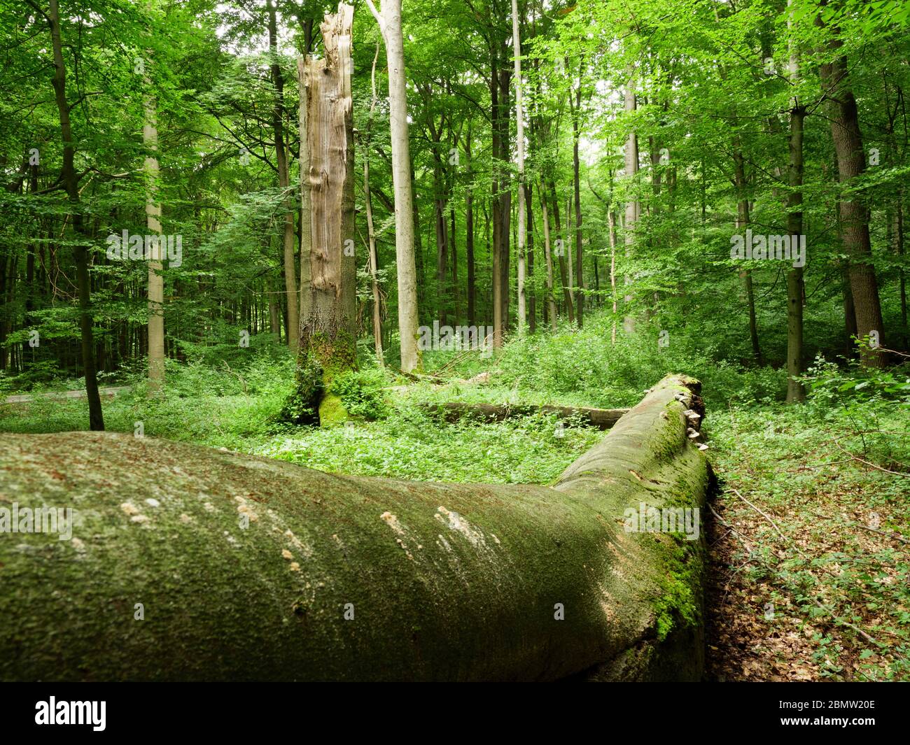 Nationalpark Hainich, UNESCO Welterbe Buchenwald, Urwald, Thüringen, Deutschland Foto Stock