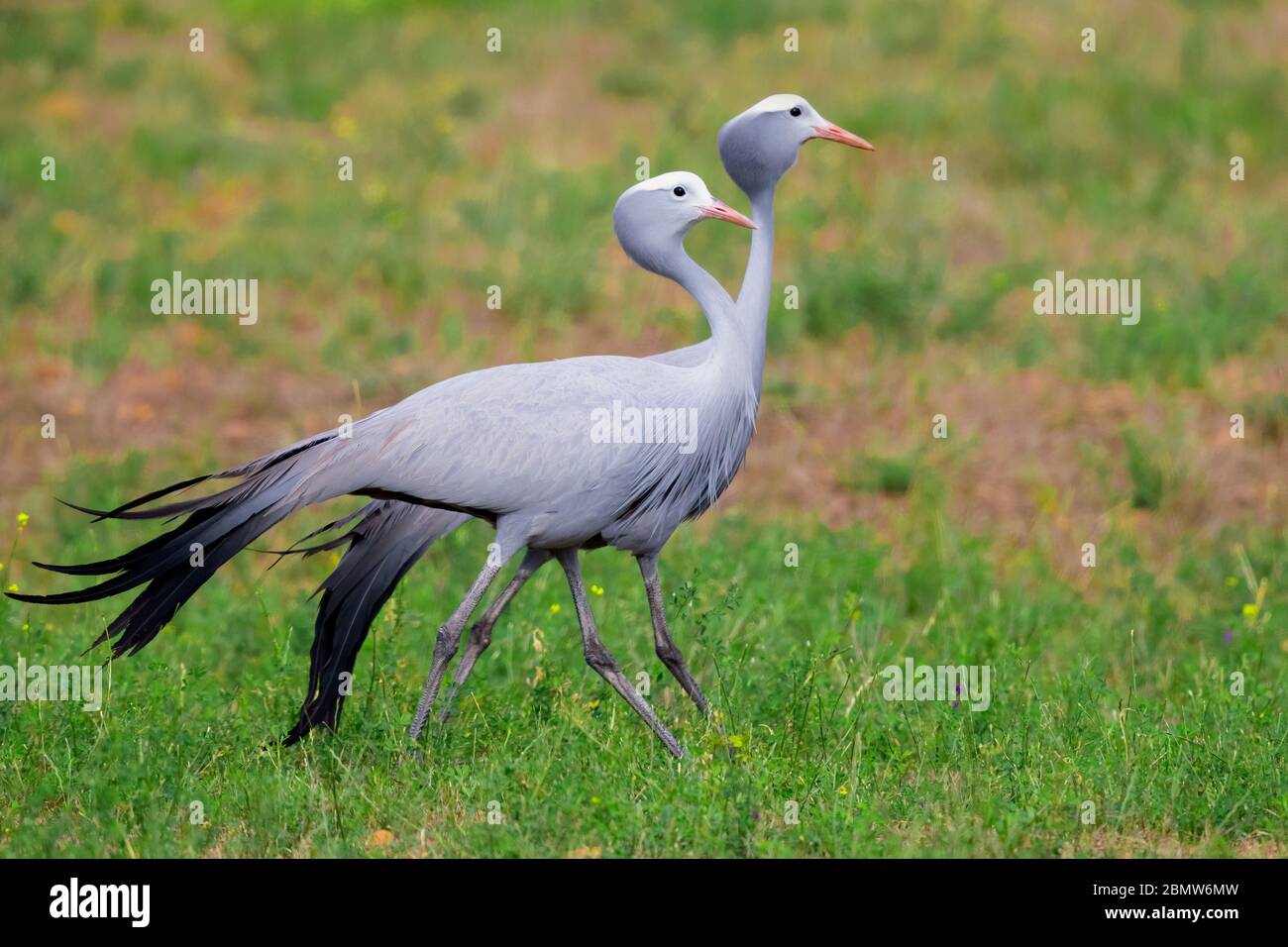 Blue Crane (Grus paradisea), due adulti a piedi, Capo Occidentale, Sud Africa Foto Stock