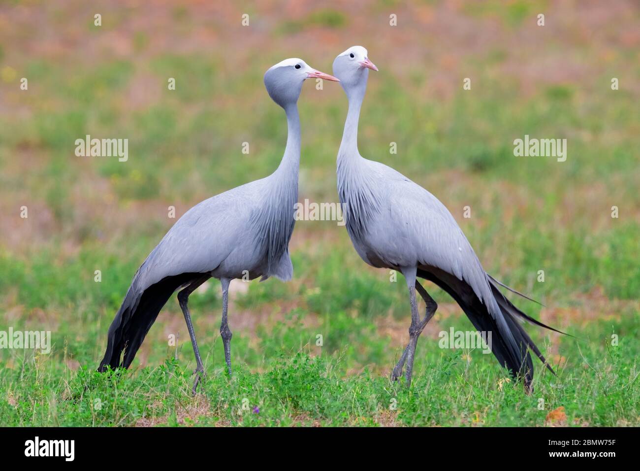 Blue Crane (Grus paradisea), due adulti in piedi a terra, Capo Occidentale, Sud Africa Foto Stock