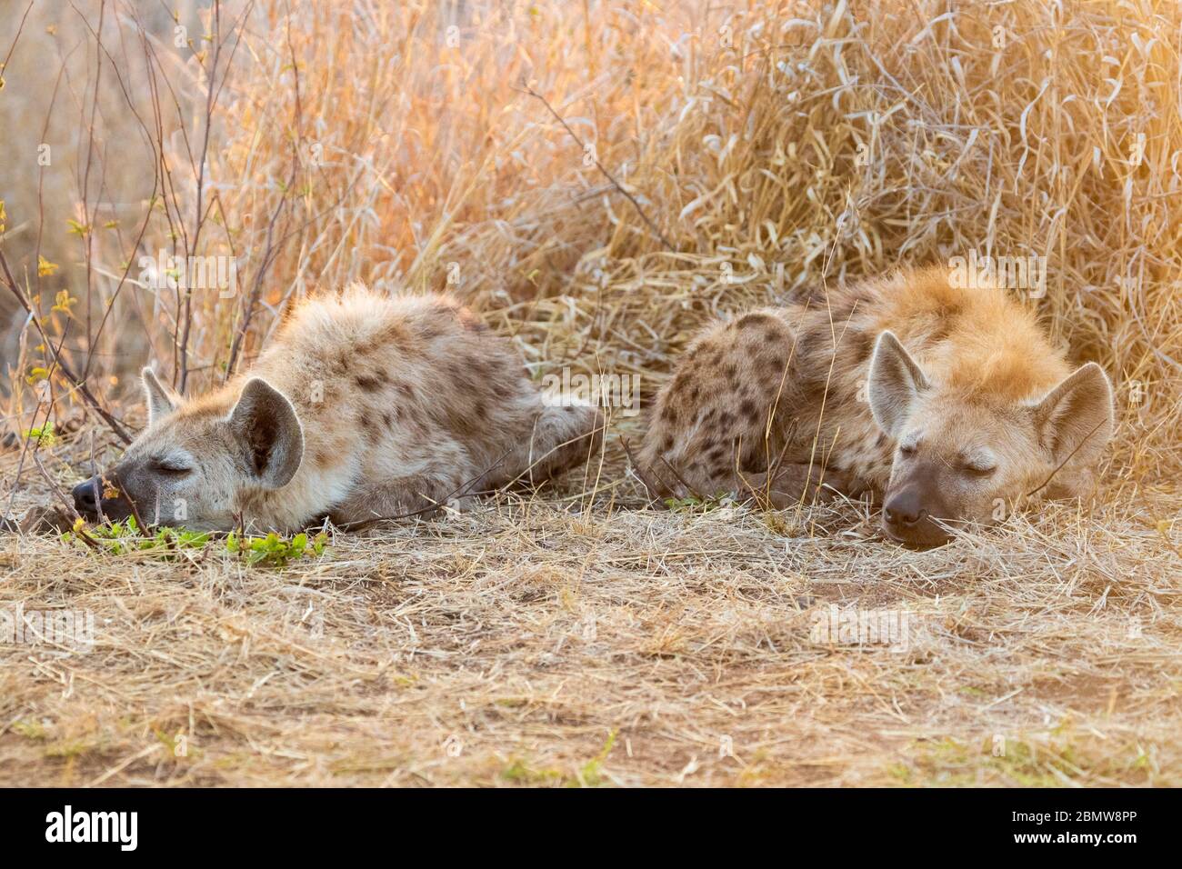 Hyena macchiata (crocca crocuta), due cubetti che dormono, Mpumalanga, Sudafrica Foto Stock