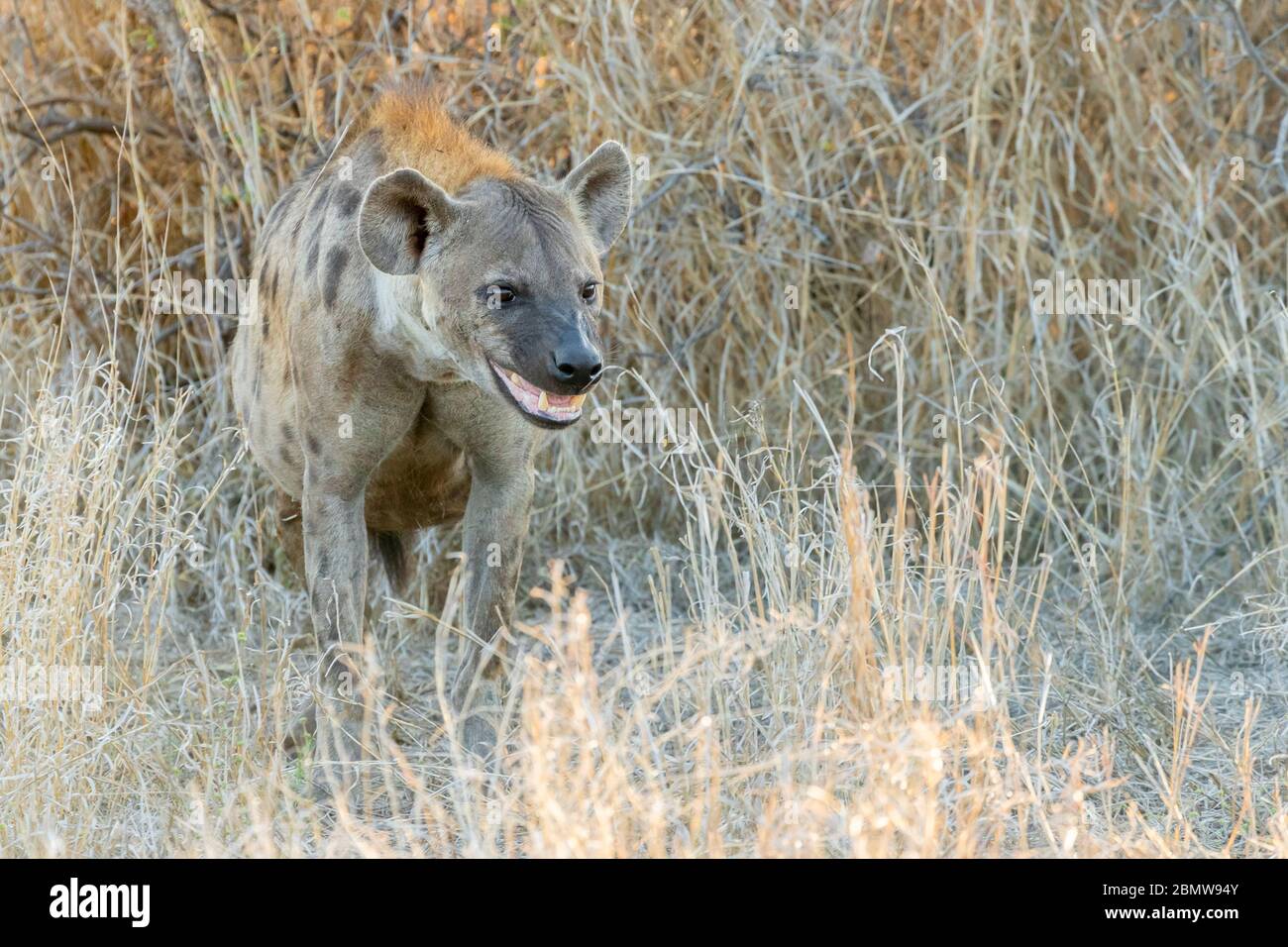 Hyena macchiata (crocuta crocuta), un adulto che sta in piedi tra la vegetazione, Mpumalanga, Sudafrica Foto Stock