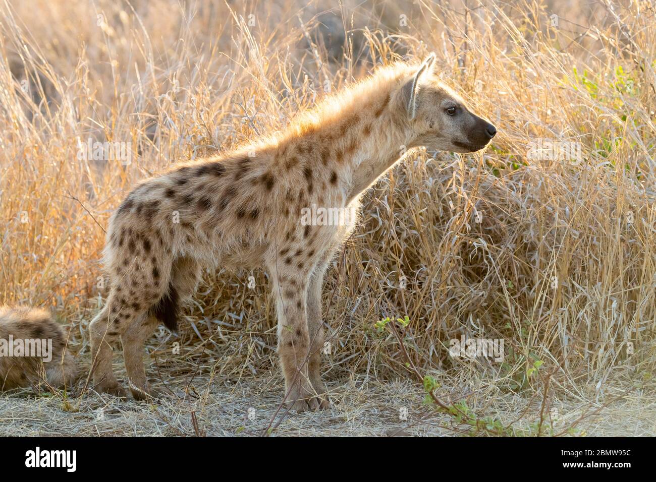 Hyena macchiata (crocuta crocuta), un cucciolo che sta sul terreno, Mpumalanga, Sudafrica Foto Stock