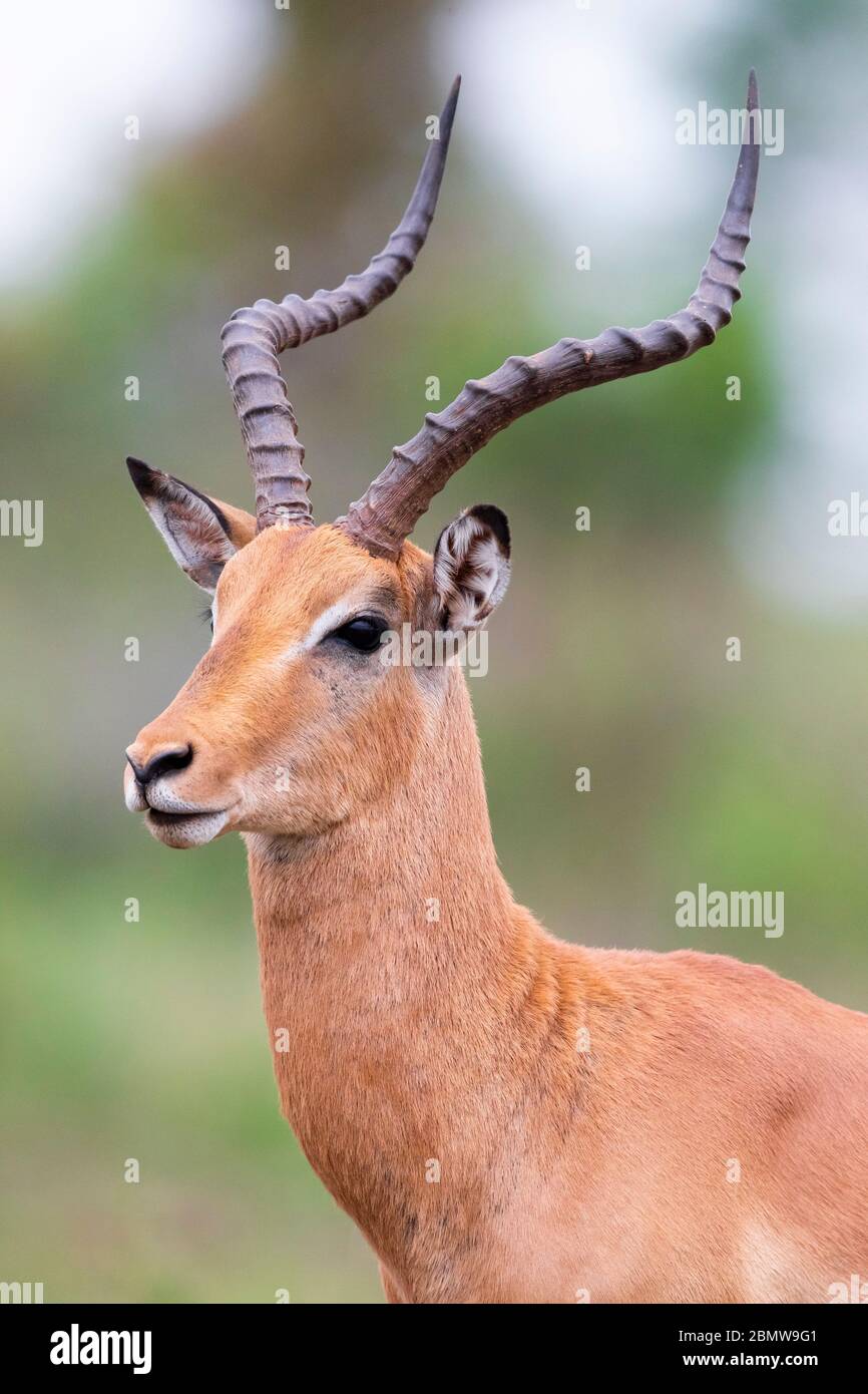 Impala (Aepyceros melampus), primo piano maschile adulto, Mpumalanga, Sudafrica Foto Stock