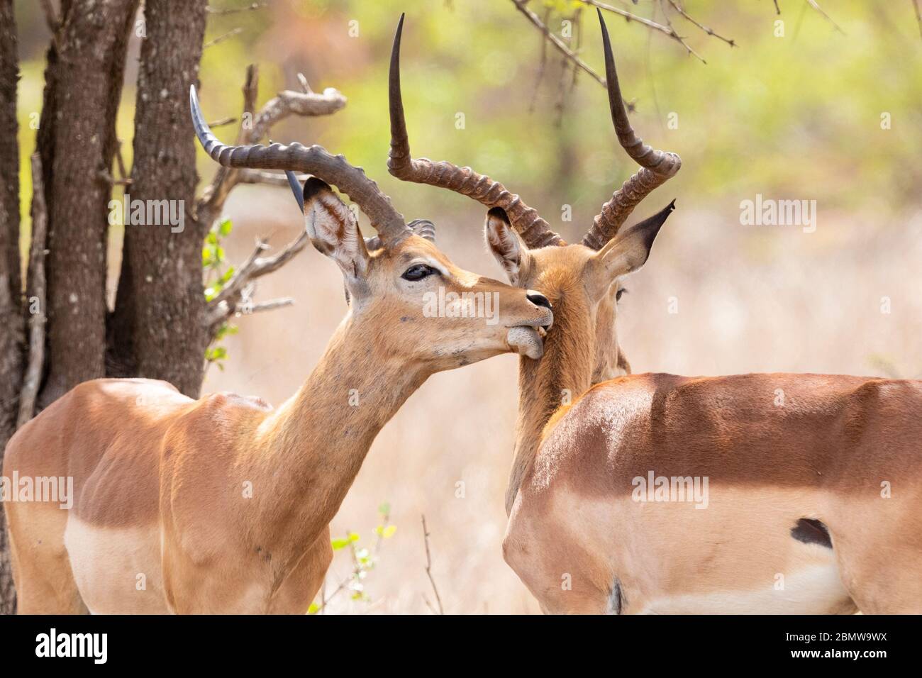 Impala (Aepyceros melampus), due maschi adulti in reciproco governare, Mpumalanga, Sudafrica Foto Stock