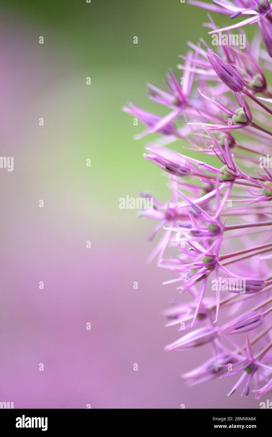 Primo piano di un fiore di allio (Allium cepa) Foto Stock