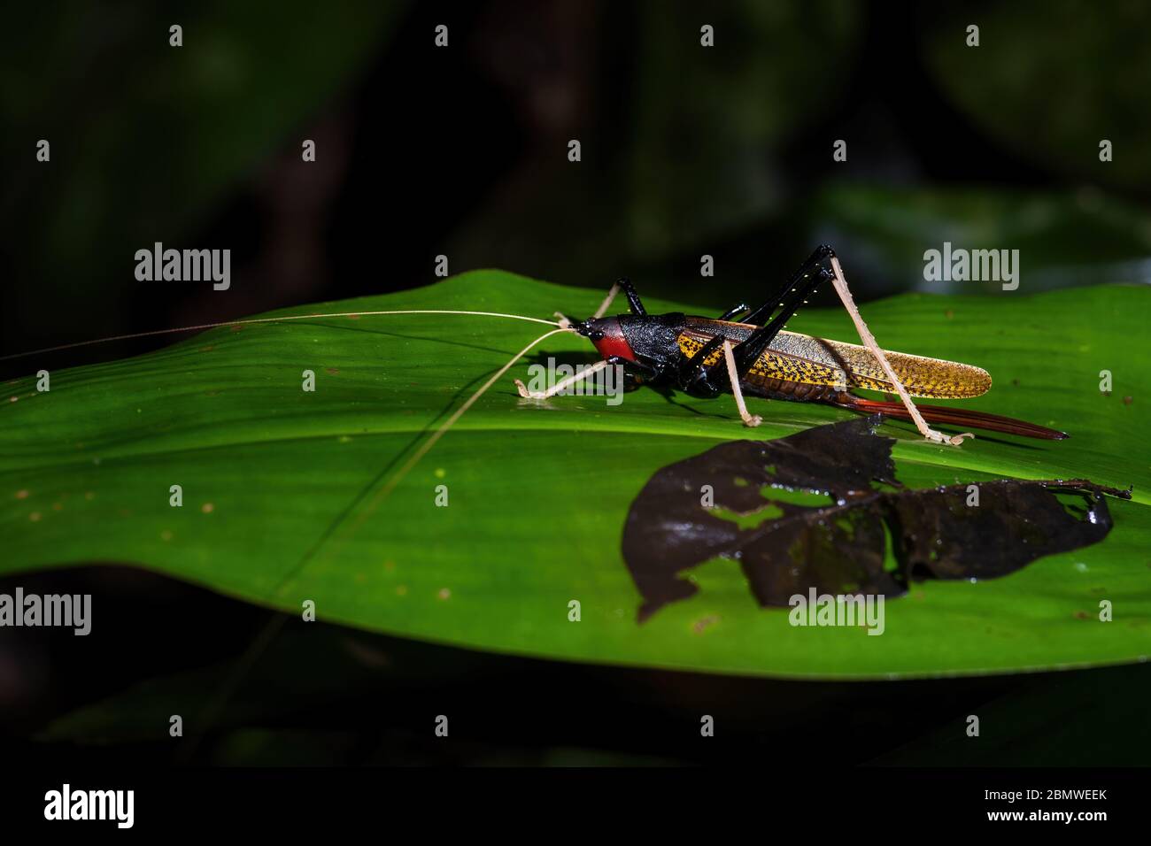 Katydids cricket - Macroxiphus sumatranus, grande cricket colorato da foreste e boschi del sud-est asiatico, Mutiara Taman Negara, Malaysia. Foto Stock