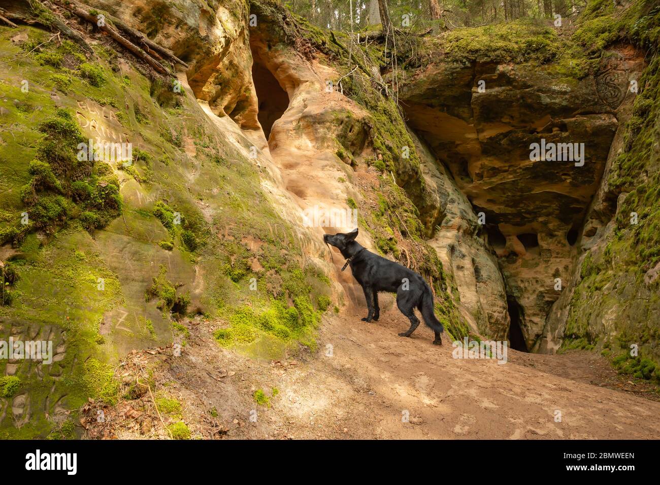 Viaggia con il cane, bellissima natura nel parco nazionale di Gauja, Lettonia Foto Stock