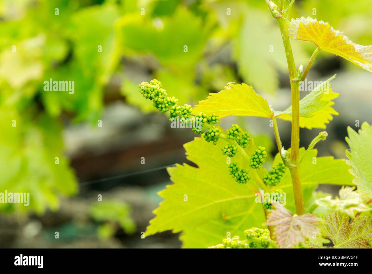 Giovani boccioli di fiori sulla vite, Lanzarote, Isole Canarie, Spagna Foto Stock