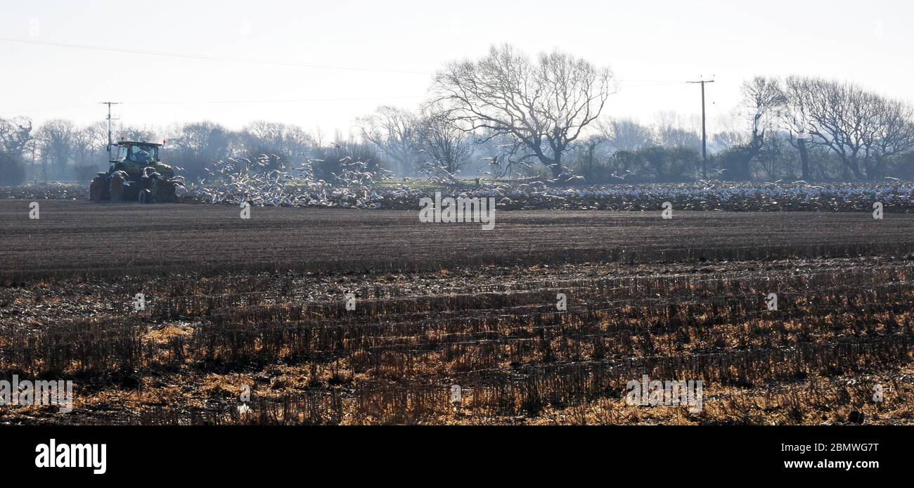 Gabbiani a testa nera Chromicocephalus ridibundus, seguendo l'aratro. Pianura costiera. Foto Stock