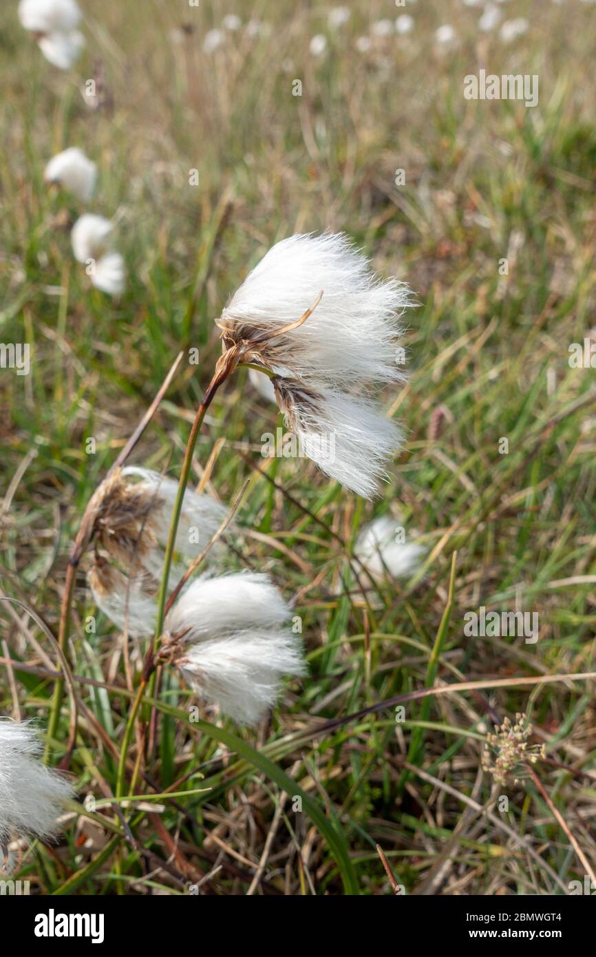 Dettaglio di una pianta comune di cottonsegge (cottonsegge comune, Eriophorum angustifolium), Snæfellsbær, Penisola di Snӕfellsnes, Islanda. Foto Stock