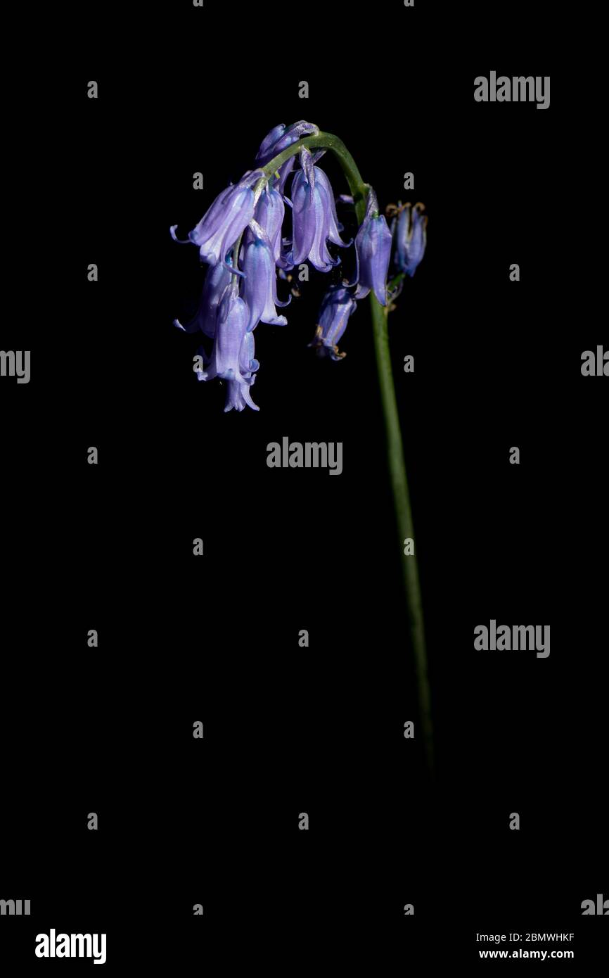 Bluebells illuminato da un albero di luce del sole attraverso il bosco Foto Stock